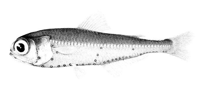 Myctophum nitidulum