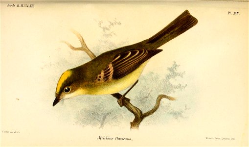 MyiobiusFlavicansSmit