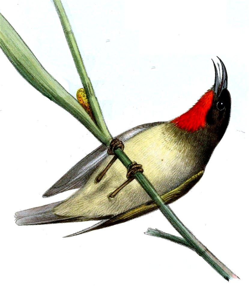 Myzomela sclateri
