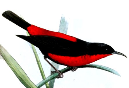 Myzomela chermesina