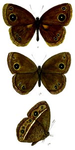 Mycalesis heri 70 2