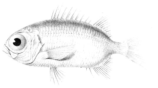 Myripristis seychellensis