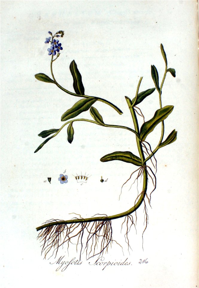 Myosotis scorpioides — Flora Batava — Volume v3
