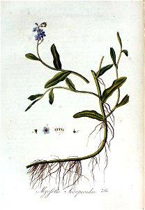 Myosotis scorpioides — Flora Batava — Volume v3