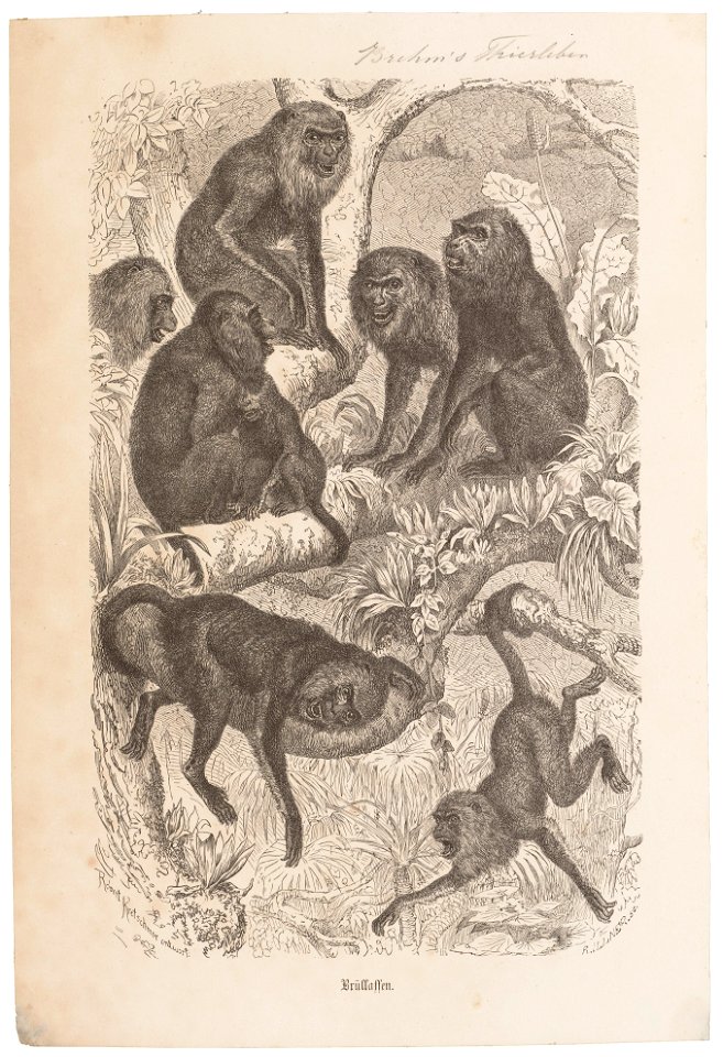 Mycetes spec. - 1700-1880 - Print - Iconographia Zoologica - Special Collections University of Amsterdam - UBA01 IZ20200130