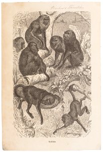 Mycetes spec. - 1700-1880 - Print - Iconographia Zoologica - Special Collections University of Amsterdam - UBA01 IZ20200130