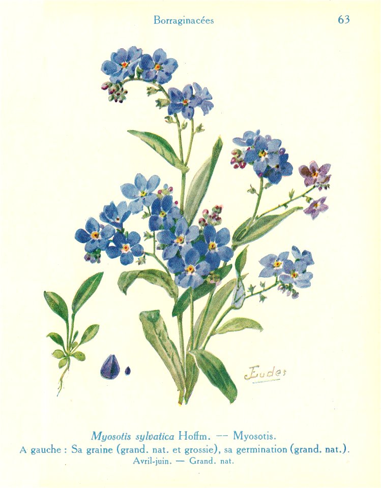 Myosotis-J.Eudes-63