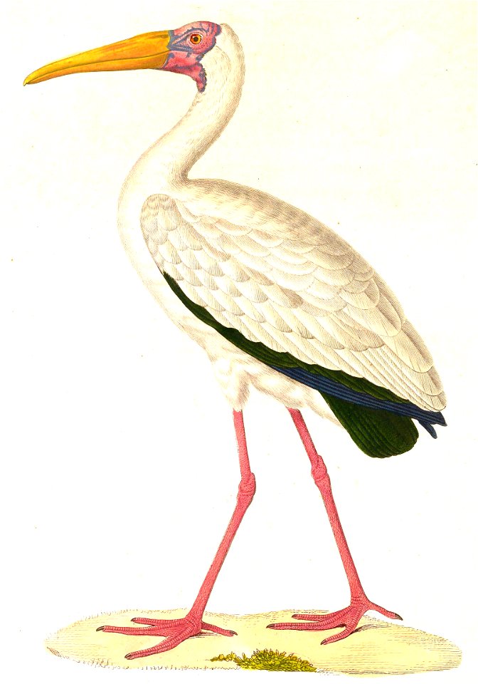 Mycteria cinerea 1838