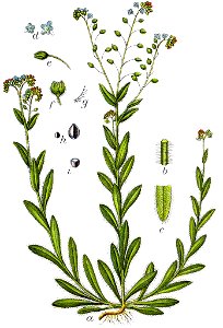 Myosotis intermedia Sturm19