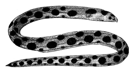 Myrichthysmaculosus