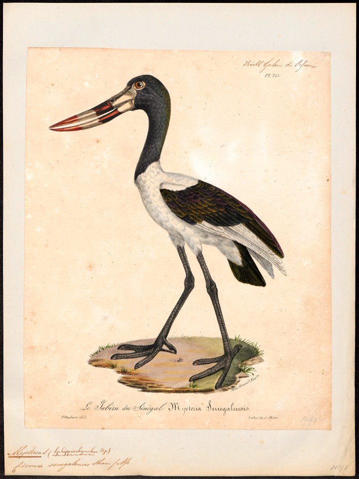 Mycteria senegalensis - 1825-1834 - Print - Iconographia Zoologica - Special Collections University of Amsterdam - UBA01 IZ17600055
