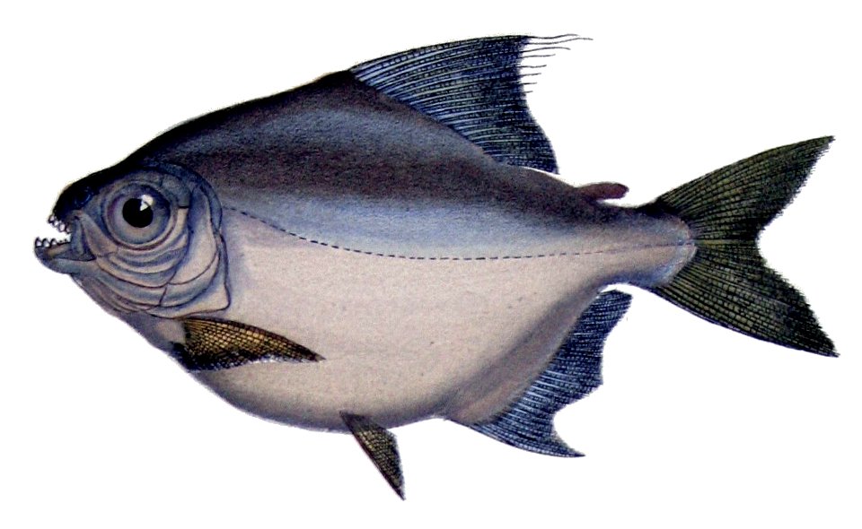 Myleus setiger de Castelnau