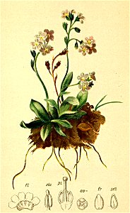 Myosotis alpestris Atlas Alpenflora