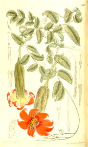 Mutisia clematis 137-8391