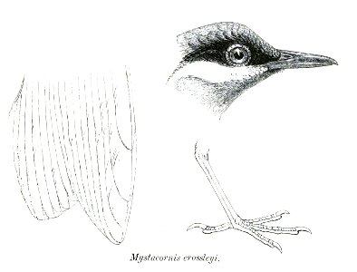 MystacornisCrossleyiPZSL1870