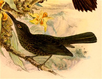 Myza celebensis celebensis 1898