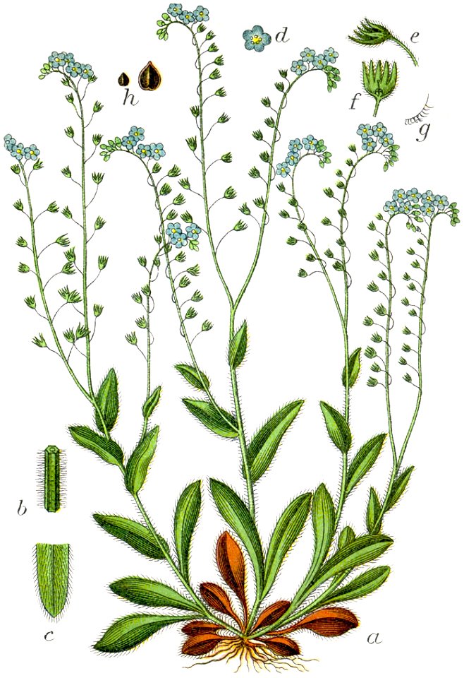 Myosotis sylvatica Sturm17