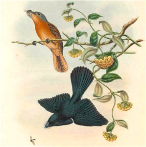 Myiagra cervinicauda - The Birds of New Guinea (cropped2)