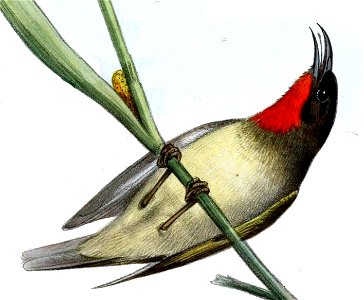 Myzomela sclateri (cropped)