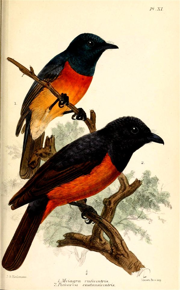 MyiagraKeulemans