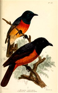 MyiagraKeulemans