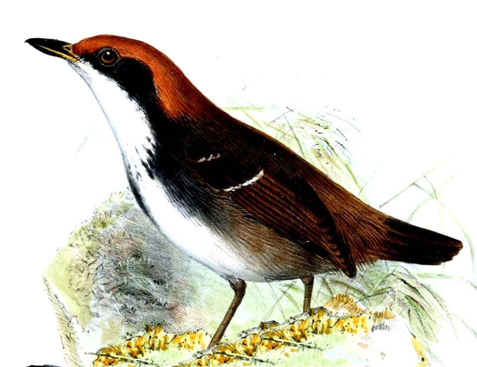 Myrmoborus leucophrys leucophrys Wolf