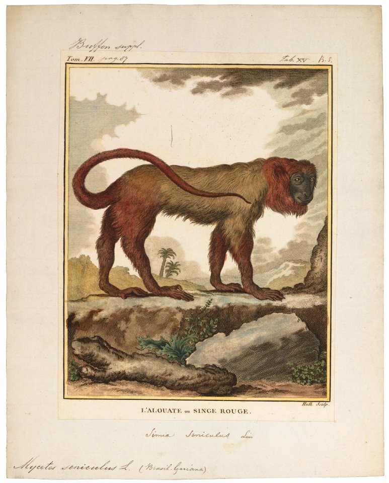 Mycetes seniculus - 1700-1880 - Print - Iconographia Zoologica - Special Collections University of Amsterdam - UBA01 IZ20200140