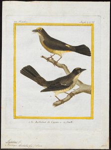 Myiobius barbatus - 1700-1880 - Print - Iconographia Zoologica - Special Collections University of Amsterdam - UBA01 IZ16500329