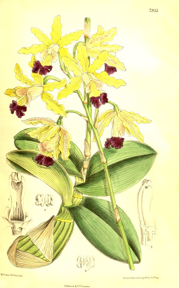 Myrmecophila thomsoniana var. minor (as Schomburgkia thomsoniana var. minor) - Curtis' 128 (Ser. 3 no. 58) pl. 7815 (1902)