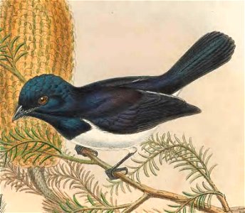 Myiagra ferrocyanea (male) - The Birds of New Guinea