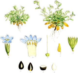Myosotis antarctica-Botany of Antarctica-PL038-0081