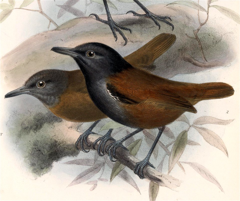 Myrmeciza immaculata 1902