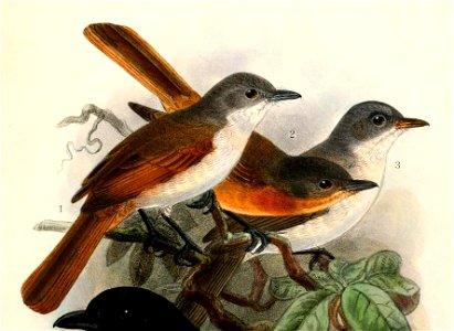 Myiagra ferrocyanea ferrocyanea, Myiagra cervinicauda cervinicauda & Myiagra ferrocyanea feminina 1908