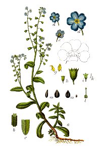 Myosotis scorpioides Sturm14