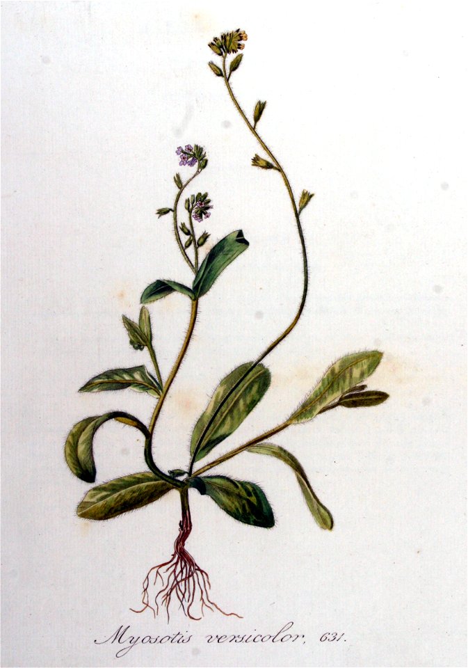 Myosotis versicolor — Flora Batava — Volume v8