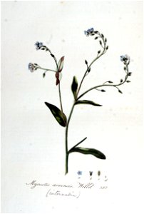 Myosotis arvensis — Flora Batava — Volume v5
