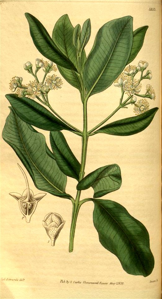 Myrcia acris