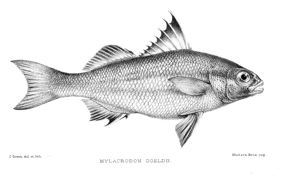 Mylacrodon goeldii