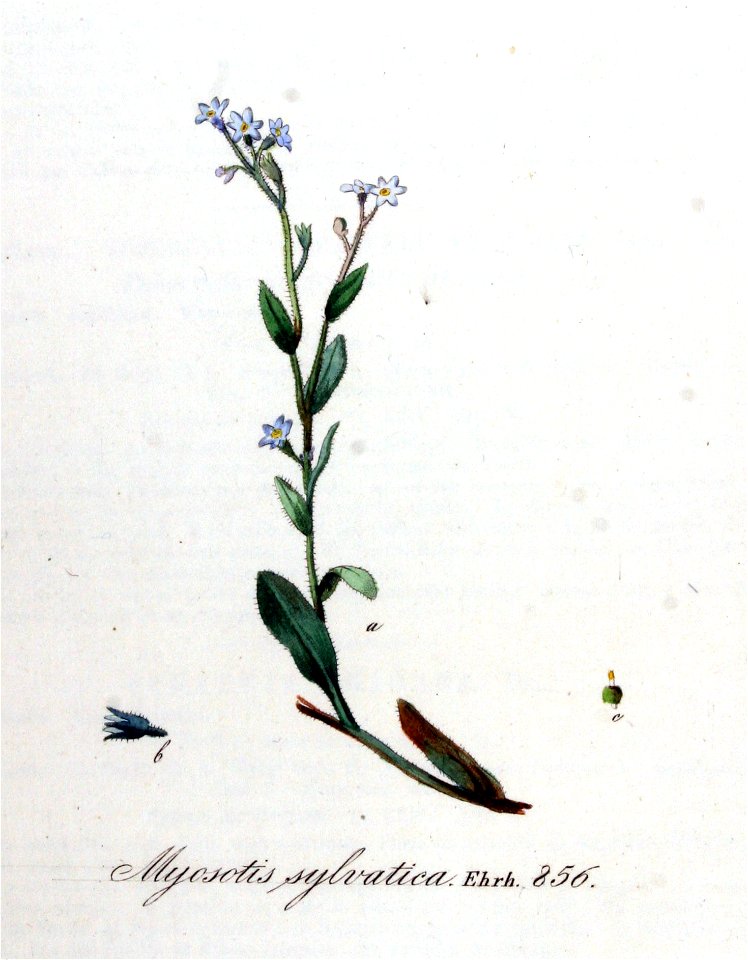 Myosotis sylvatica — Flora Batava — Volume v11