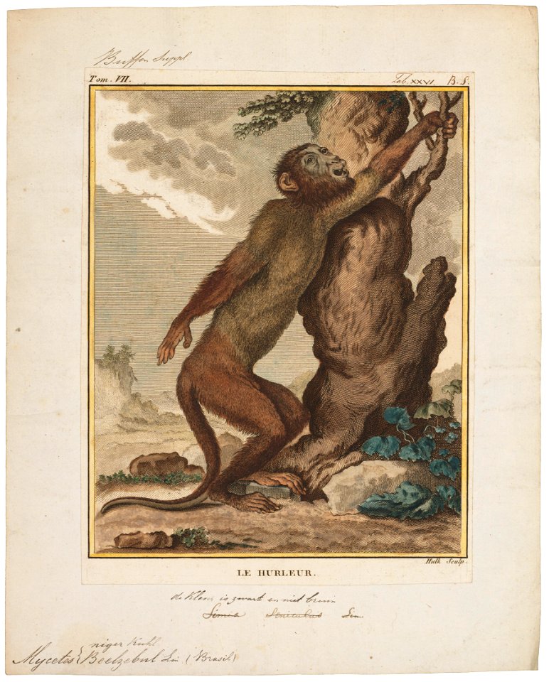 Mycetes beelzebul - 1700-1880 - Print - Iconographia Zoologica - Special Collections University of Amsterdam - UBA01 IZ20200144