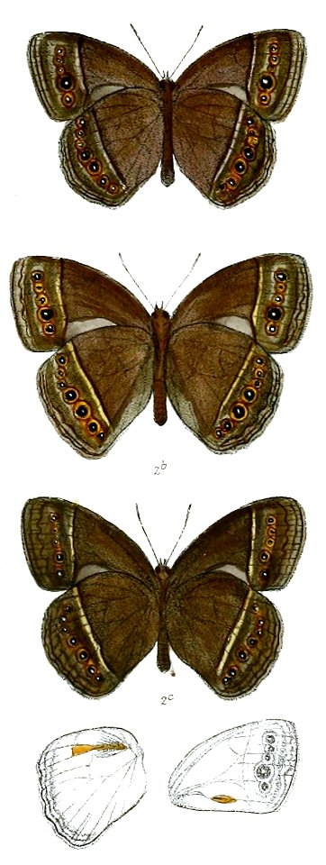 Mycalesis horsfieldi 66 2