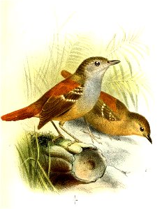 MyrmotherulaErythruraSmit