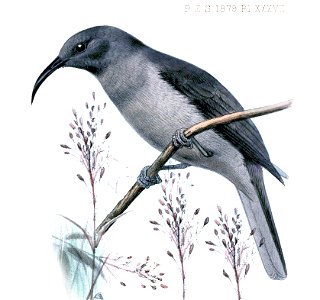 Myzomela cineracea J. Smit