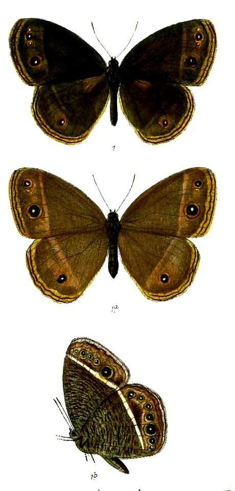 Mycalesis misenus 70