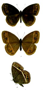 Mycalesis misenus 70
