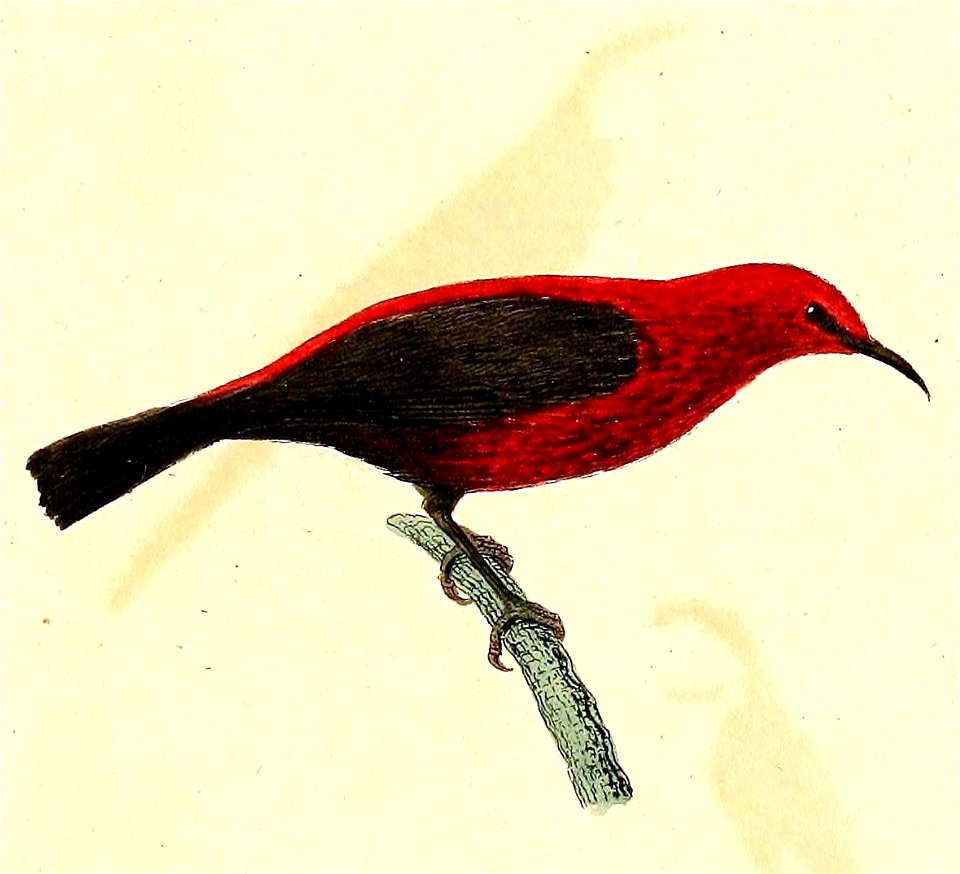 Myzomela rubratra 1832