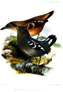 MyrmecizaMargaritataWolf