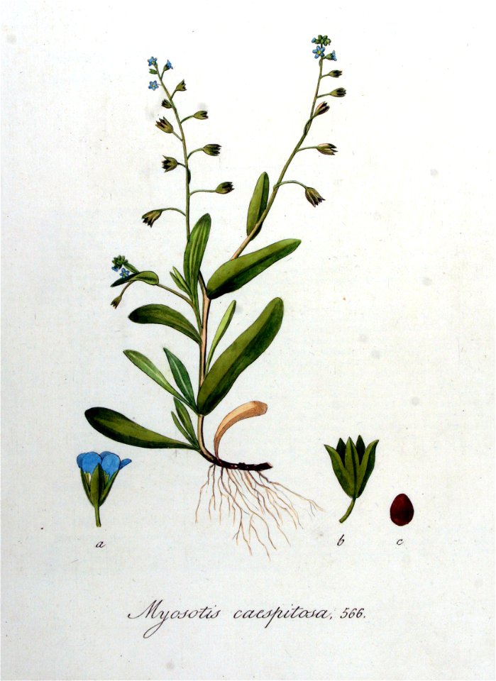 Myosotis caespitosa — Flora Batava — Volume v8
