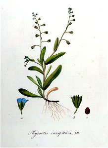 Myosotis caespitosa — Flora Batava — Volume v8. Free illustration for personal and commercial use.