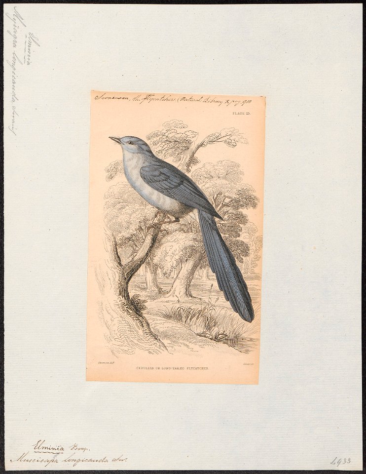 Myiagra longicauda - 1838 - Print - Iconographia Zoologica - Special Collections University of Amsterdam - UBA01 IZ16500113